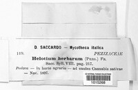 Calycina herbarum image